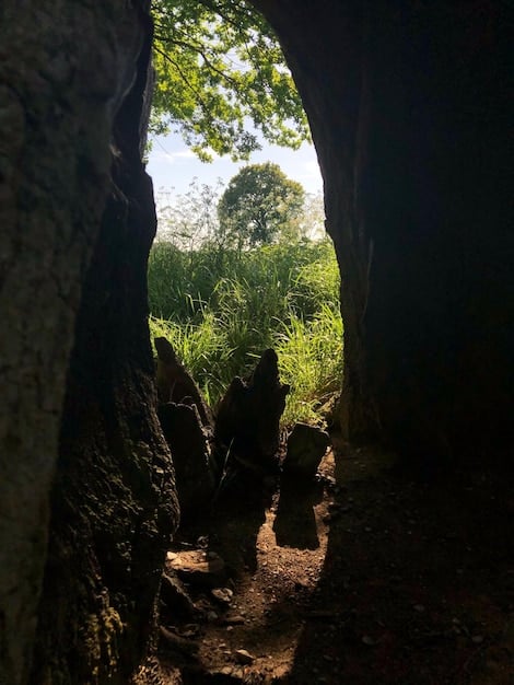 Showcase a stunning environment from Runeterra, possibly a deep forest trail with glowing plants and ancient ruins, suggesting exploration and mystery.